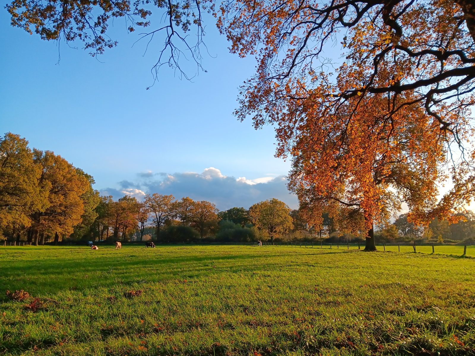 Weite goldene Herbstwiese mit Baum am See im Nettetal