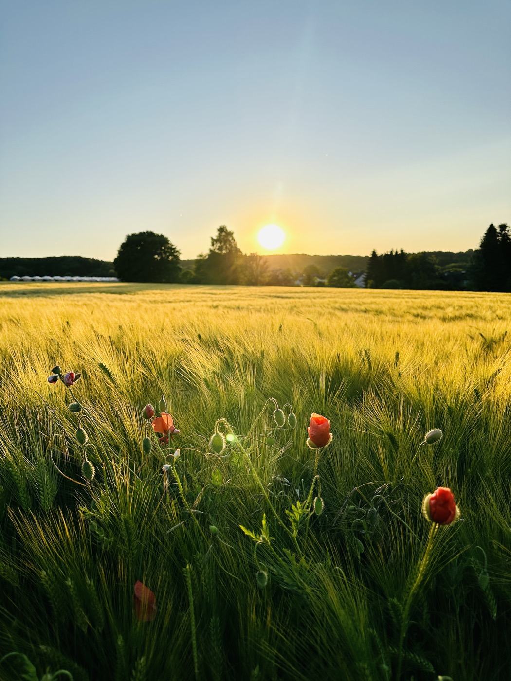 Sommer – Kornfeld mit Mohnblumen im Abendlicht